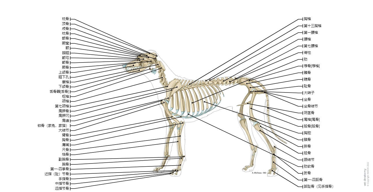 犬三维解剖软件苹果版下载(犬解剖app)-第2张图片-亚星国际官网