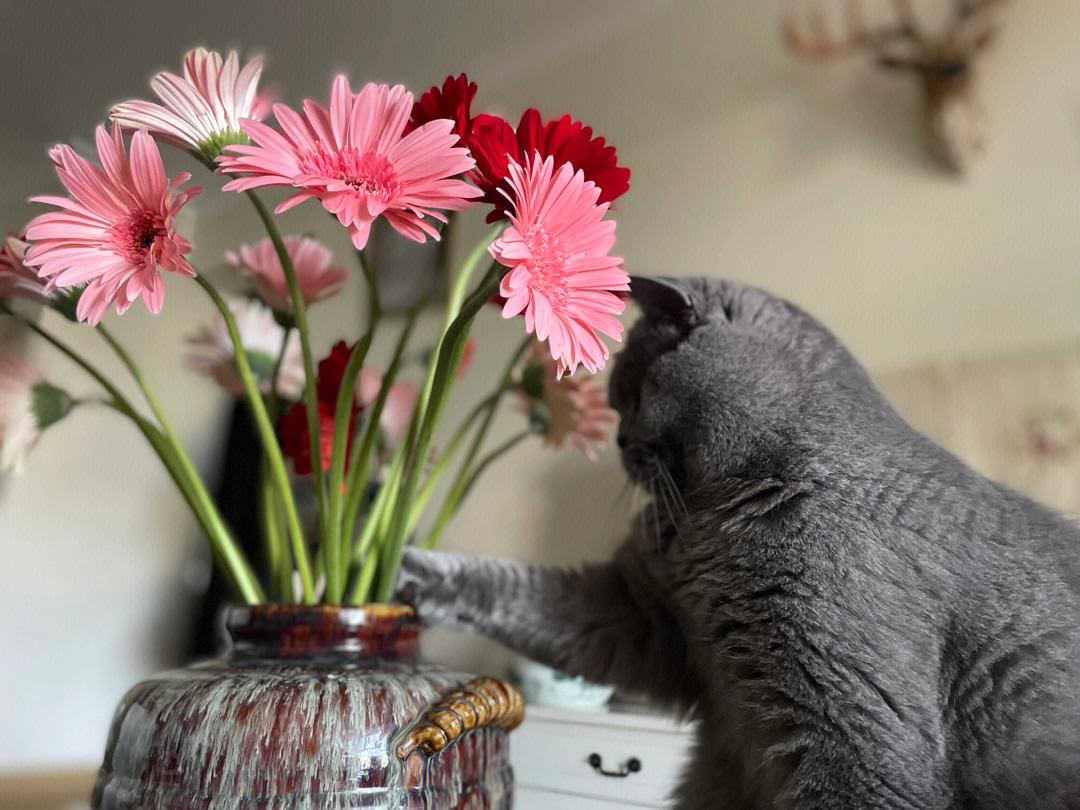 苹果版猫花花葫芦娃苹果版ios下载-第1张图片-亚星国际官网