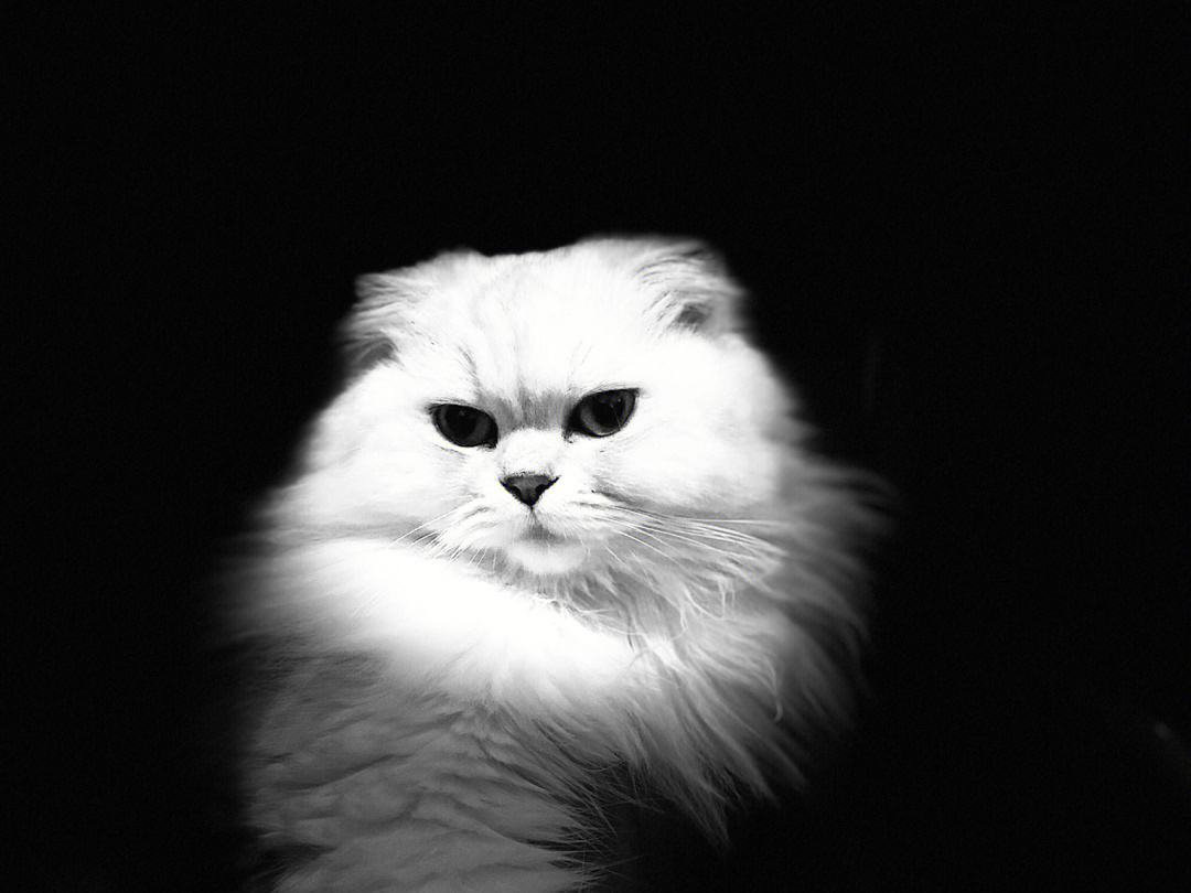 苹果版猫iphone怎么下载猫咪-第2张图片-亚星国际官网