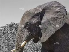 大象优借苹果版(大象优品借款app)-第5张图片-有道翻译官网