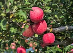 花果园贷款苹果版(花果园贷款app下款1040怎么办)-第10张图片-有道翻译官网 花果园贷款苹果版(花果园贷款app下款1040怎么办)-第10张图片-有道翻译官网