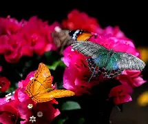 蝴蝶直播苹果版蝴蝶直播ios版(蝴蝶appios直播)