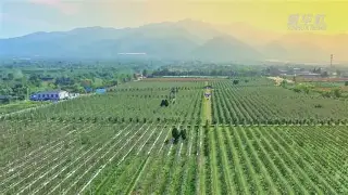 小苹果加快版2(小苹果加速版筷子兄弟)-第6张图片-有道翻译官网