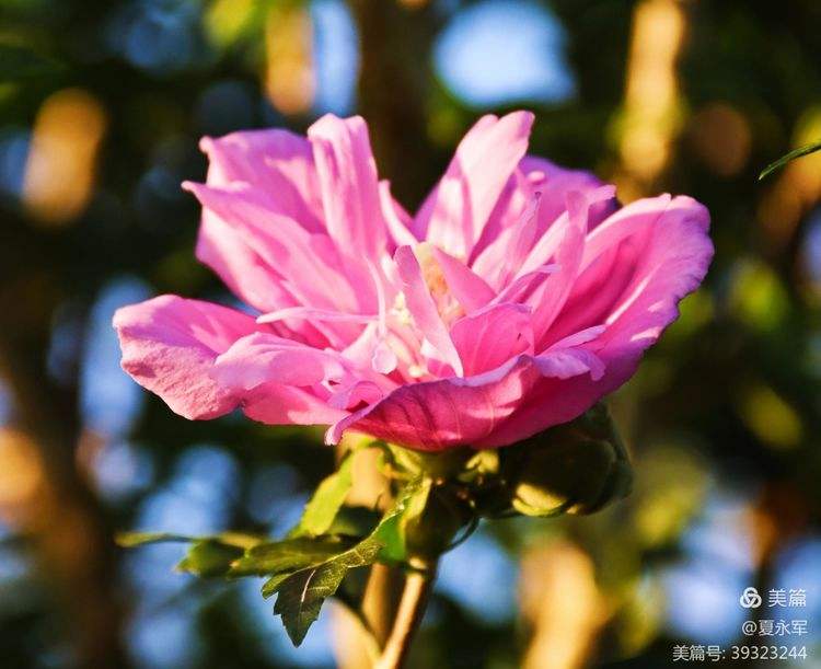 随花花苹果版与安卓版(官方正版小小花店赚钱游戏)-第6张图片-有道翻译官网