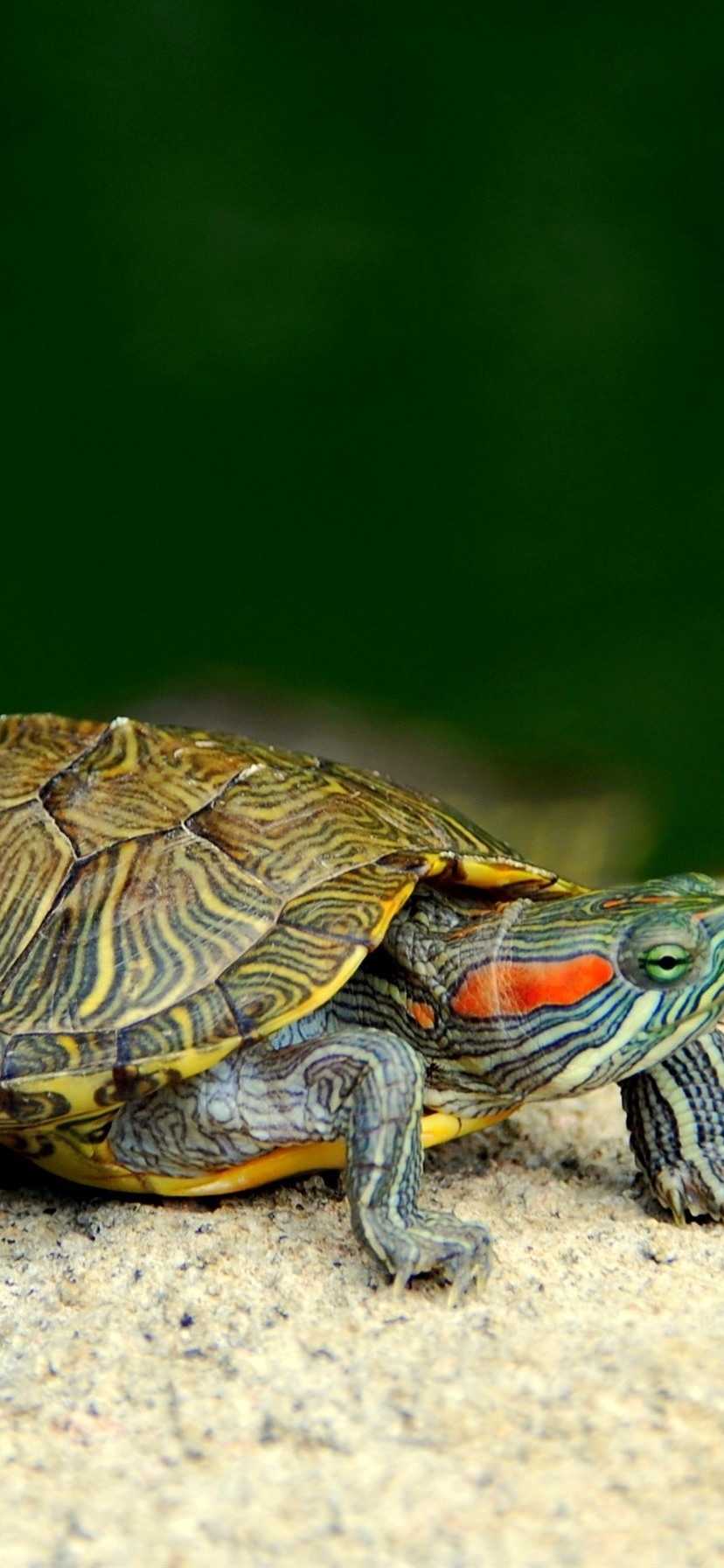 小乌龟官方版下载苹果版(小乌龟app在哪下载)