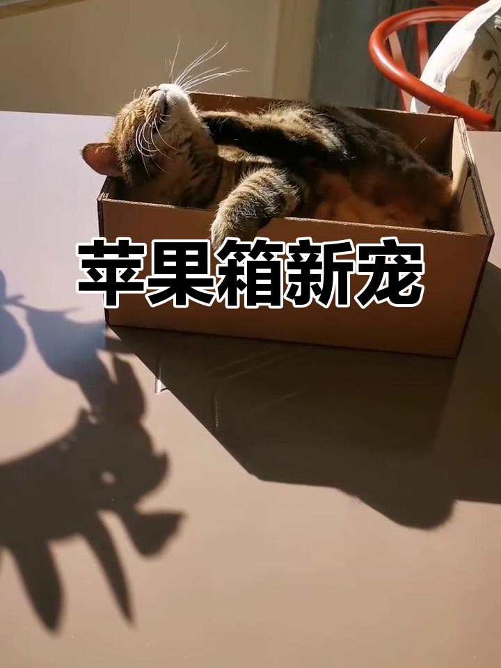 苹果箱美国版(美版苹果包装盒图片)-第21张图片-有道翻译官网