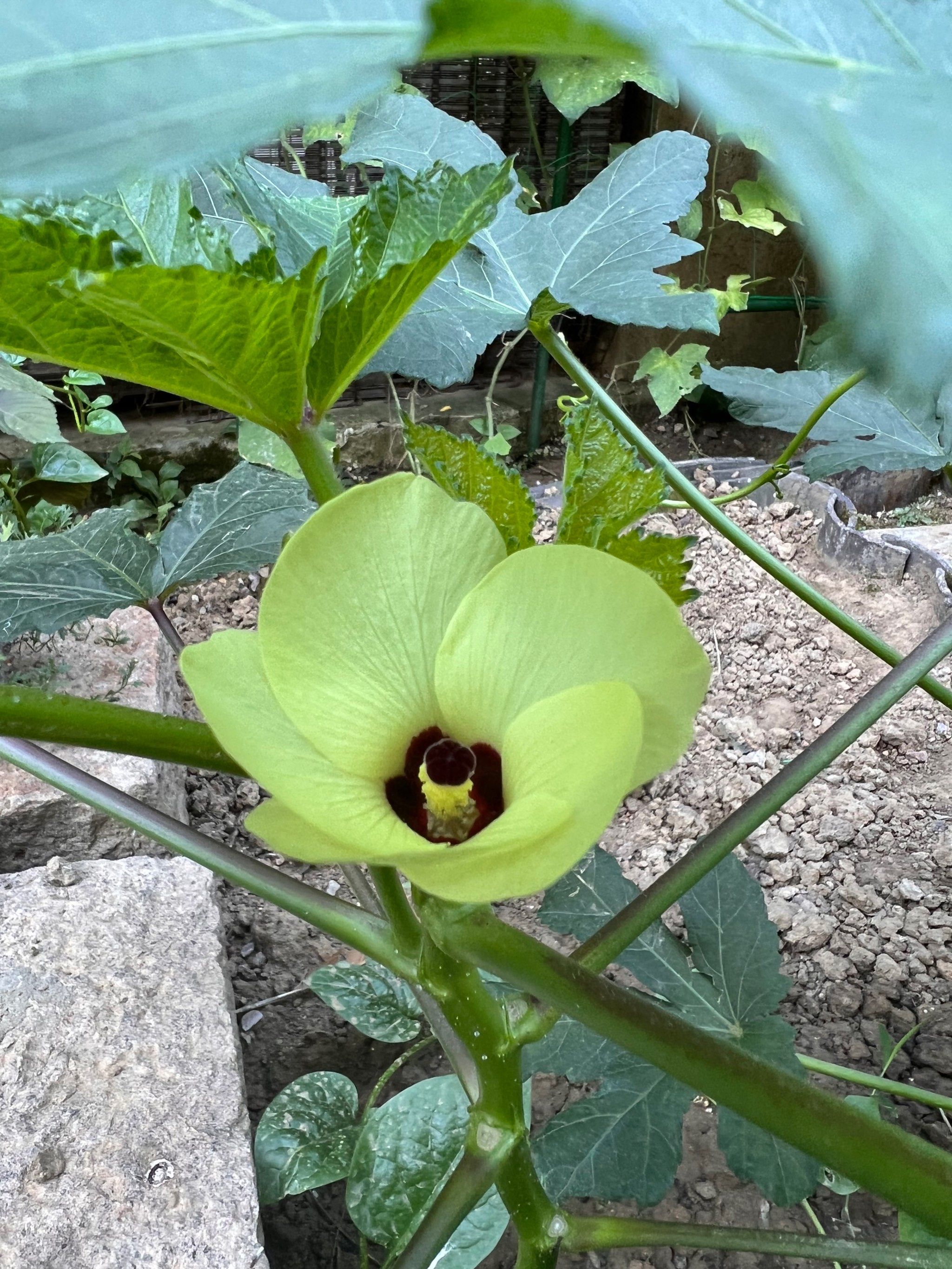 秋葵视频黄苹果版(秋葵视频苹果ios)-第12张图片-有道翻译官网